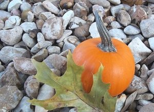 pumpkin in the rocks 1.jpg