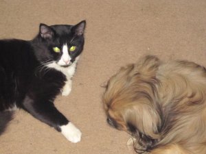 Cats and Dogs 003.JPG Cats and Dogs 003.JPG