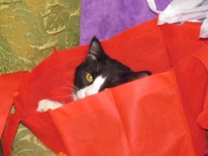 Cats and Dogs 015.JPG Cats and Dogs 015.JPG