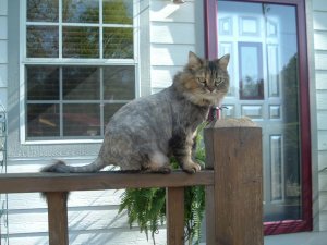 Spring Grooming Day 005.jpg