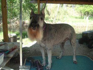 Spring Grooming Day 003.jpg