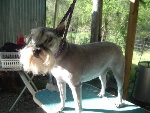 Spring Grooming Day 006.jpg Spring Grooming Day 006.jpg