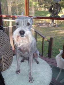 Spring Grooming Day 009.jpg Spring Grooming Day 009.jpg