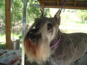 Spring Grooming Day 002.jpg Spring Grooming Day 002.jpg