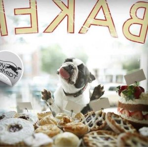 Bakery dog.jpg