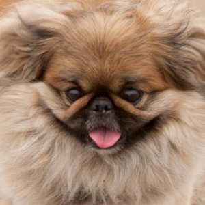 underbite_peke_4.jpg underbite_peke_4.jpg