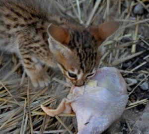 kitty eats chicken.jpg kitty eats chicken.jpg