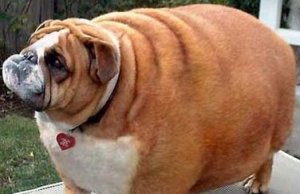 fat_dog.jpg
