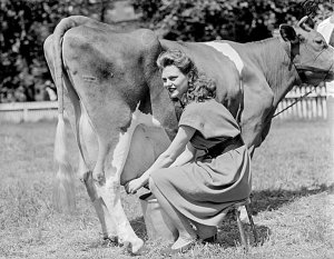 milking-cow.jpg