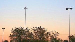 Grackles Birds 1.jpg
