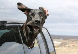 i_1470_dog-face-window-010.jpg