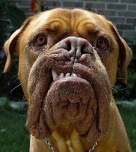 mean-as-a-junkyard-dog.jpg