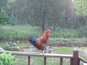 BuckBuckBuck 6-8-13 003.jpg