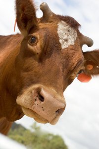 cow130405.jpg