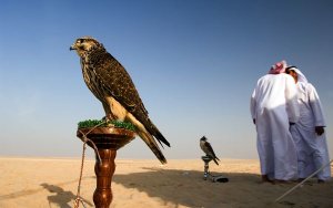 falcon-abu-dhabi_25256_600x450.jpg