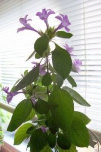 Philippine Violet.jpg