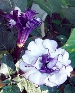 dbl-purple-datura.jpg