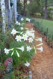easter lilies.jpg