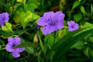 mexbluebells-close.jpg