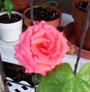 rose.jpg
