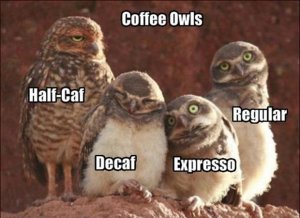 funny-coffee-owls.jpg