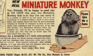 monkey620.jpg