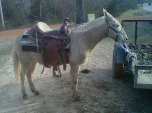 Nugget the palomino mule.jpg