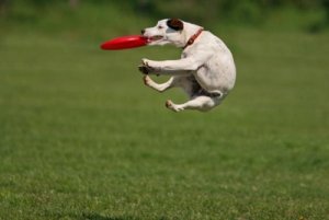 Catching-Frisbee.jpg