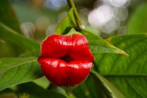 Psychotria-elata.jpg Psychotria-elata.jpg
