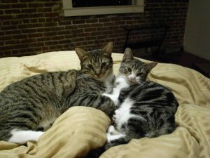Cats Need Adoption.jpg Cats Need Adoption.jpg