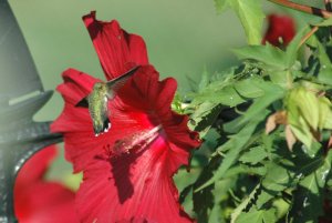 Hummer and Hibi 1.jpg