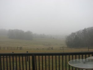 JokerHooves,deer,misc,01-19-13 002.jpg