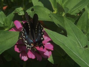 Butterflies and Flowers 019.jpg