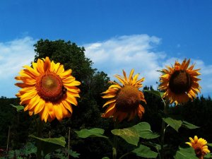 Butterflies and Flowers 006.jpg