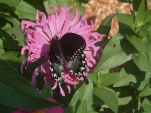 Butterflies and Flowers 023.jpg
