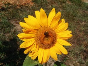 Butterflies and Flowers 009.jpg