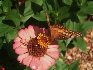 Butterflies and Flowers 022.jpg