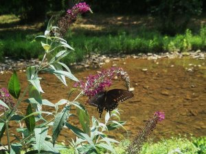 Butterflies and Flowers 048.jpg