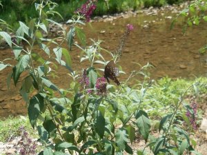 Butterflies and Flowers 044.jpg