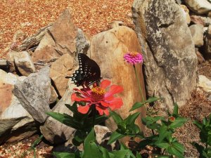 Butterflies and Flowers 015.jpg