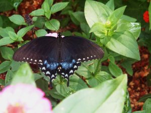 Butterflies and Flowers 027.jpg