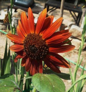 Butterflies and Flowers 034.jpg