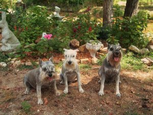 Butterflies and Flowers 062.jpg