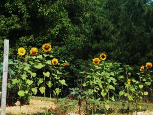 Butterflies and Flowers 001.jpg