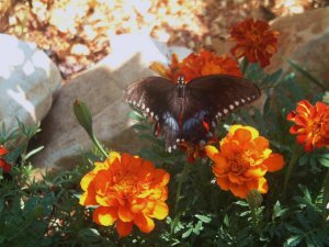 Butterflies and Flowers 052.jpg