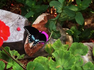 Butterflies and Flowers 055.jpg