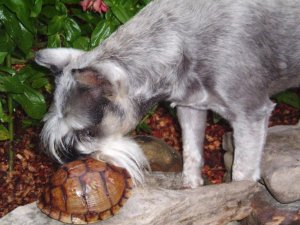 Ohno's Turtle and BBB 013.jpg