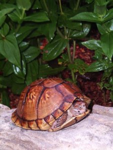 Ohno's Turtle and BBB 011.jpg