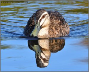 Pacific Black Duck 3.JPG