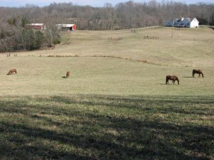 Jokerhooves,pasture,redsky,02-05-13 020.jpg